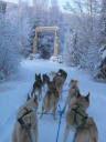 dog sled towards the gate